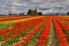 USA, Washington State, Skagit Valley. Red barn and tulips grown in field Art Print